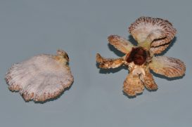 Schizophyllaceae Quél.
